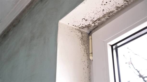 Professional Mold Remediation in Glens Falls, NY